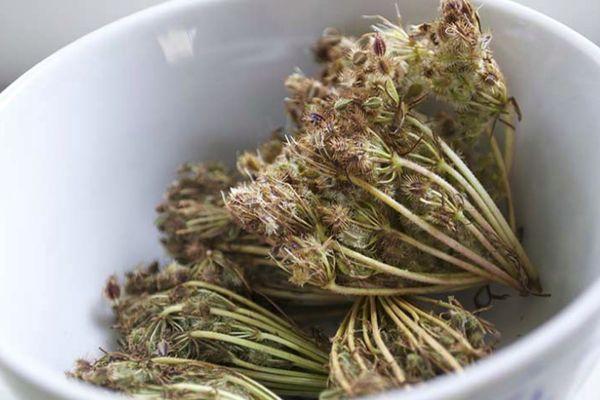 เมล็ดแครอท