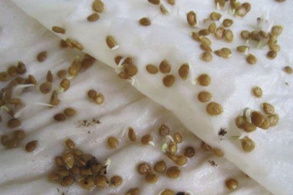 เมล็ดงอกแล้ว