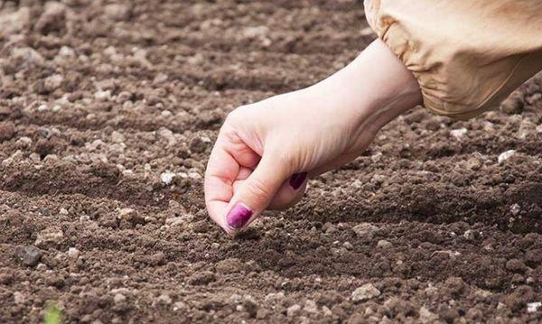 การหว่านแครอท