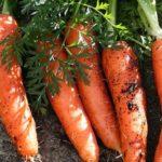 แครอทสุก