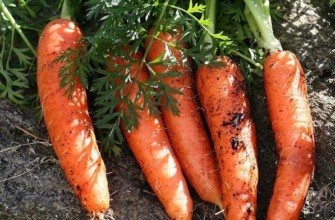 แครอทสุก