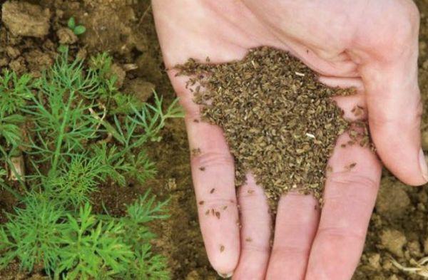 การปลูกแครอท