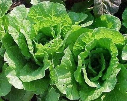 cultiver du chou
