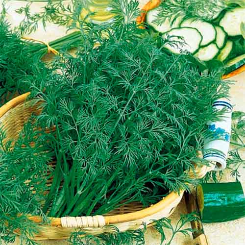 ผักชีลาวจำนวนมาก