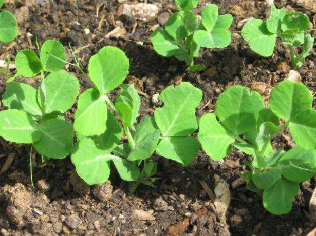 ถั่วงอก