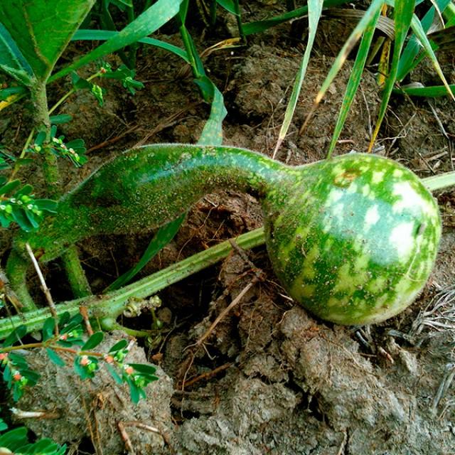 น้ำเต้า