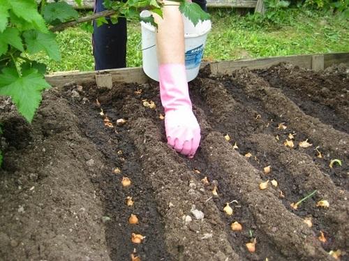 การปลูกหัวหอม