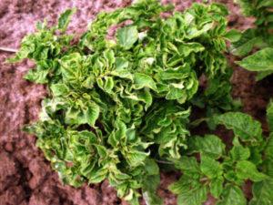 การควบคุมโรคมันฝรั่งหยิก สาเหตุและการรักษาโรค