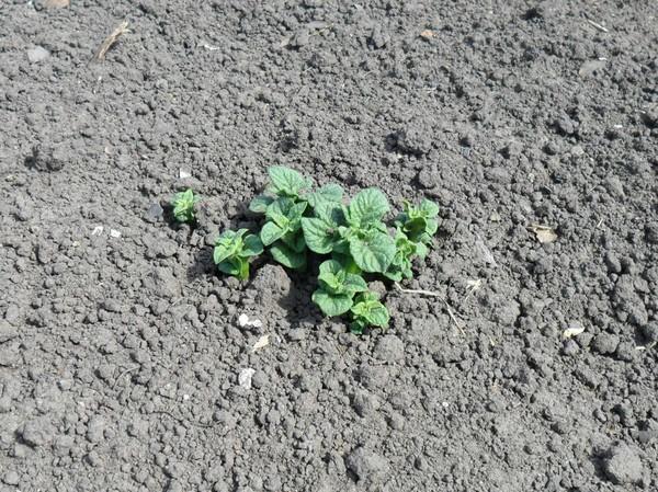 พุ่มมันฝรั่ง