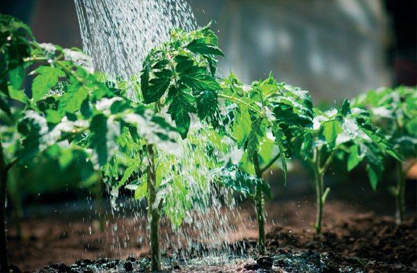 alimentation des pommes de terre