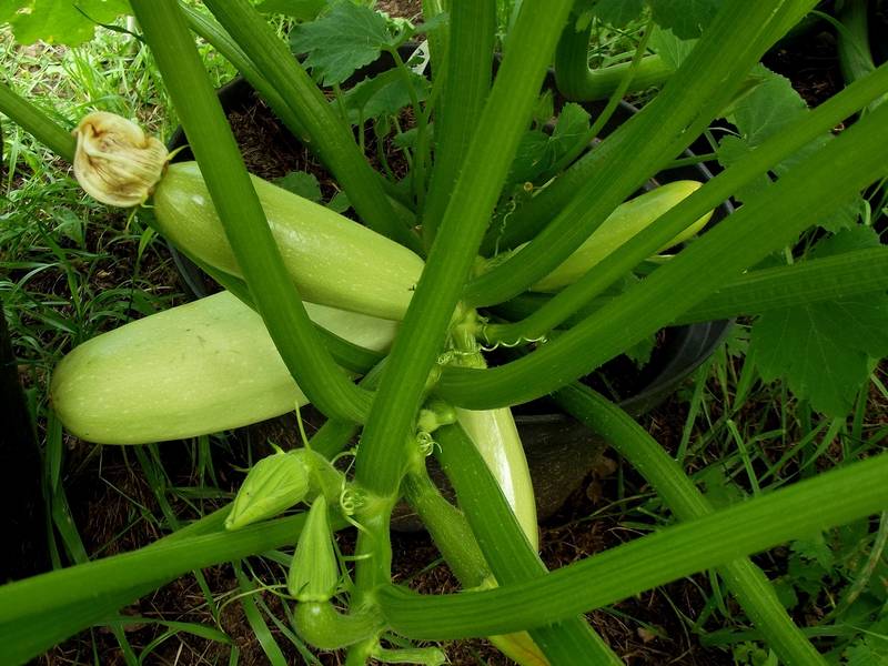 บวบคาวิลี