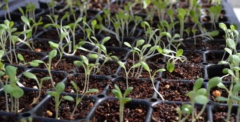 วิธีการรับเมล็ดกะหล่ำปลี