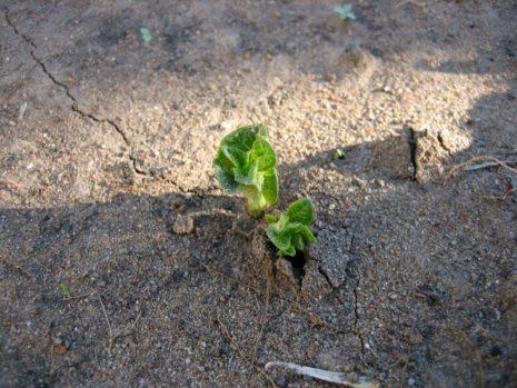 มันฝรั่งเจริญเติบโตไม่ดี