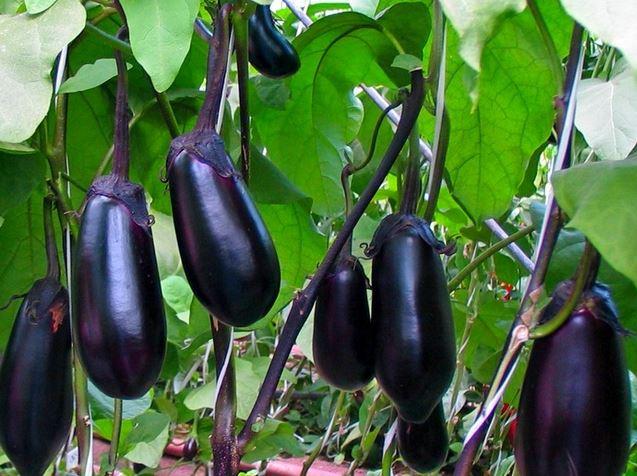 มะเขือยาวสากล