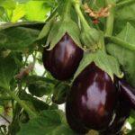 มะเขือยาวสุก