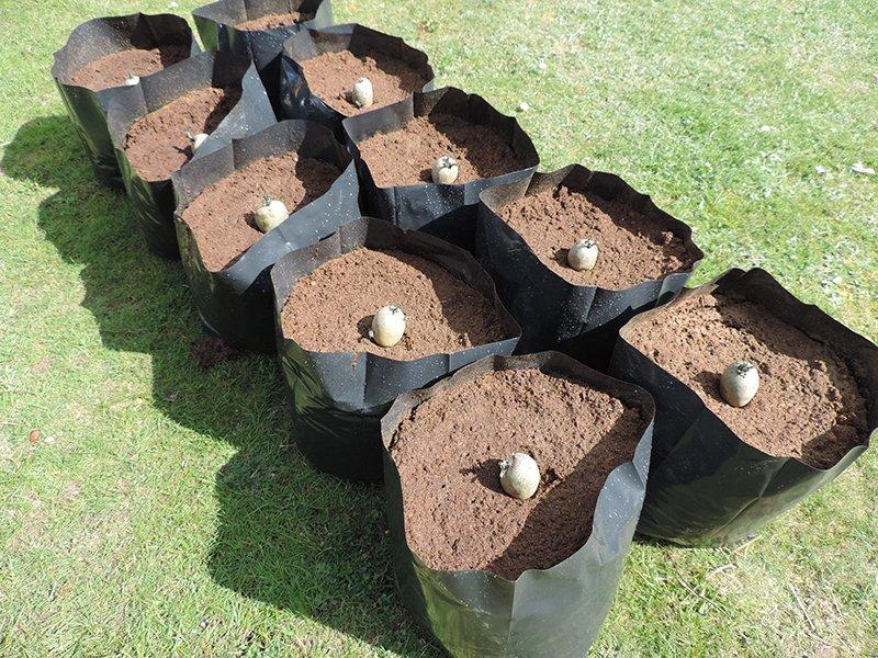 การปลูกมันฝรั่งในถุง