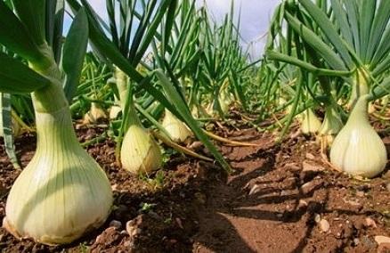 นิทรรศการหัวหอม