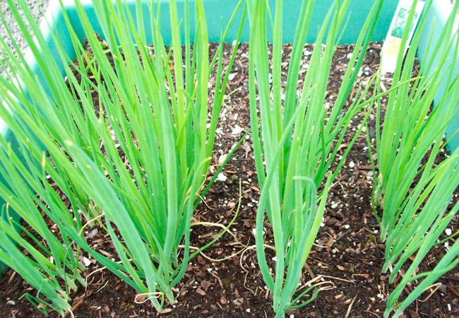 หัวหอมเวลส์