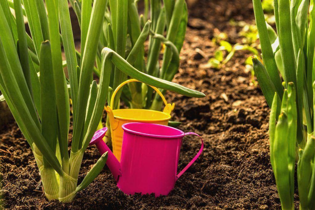 ไนเจลลาบนผักใบเขียว