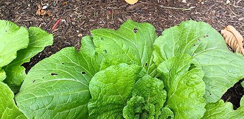 cultiver du chou chinois