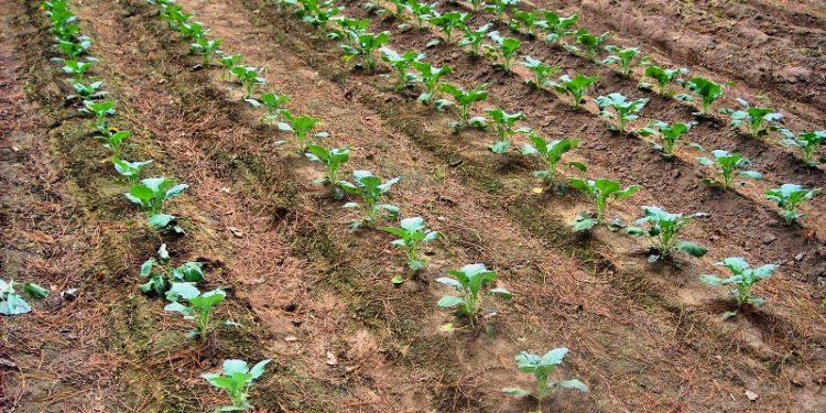 แปลงกะหล่ำปลี