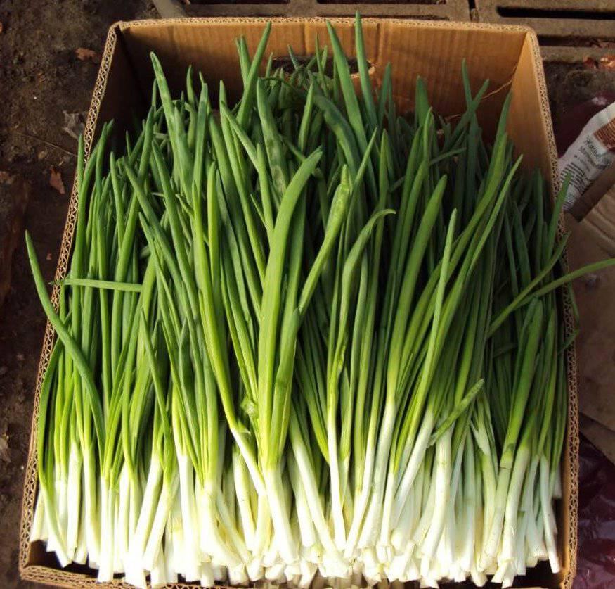 หัวหอมเวลส์