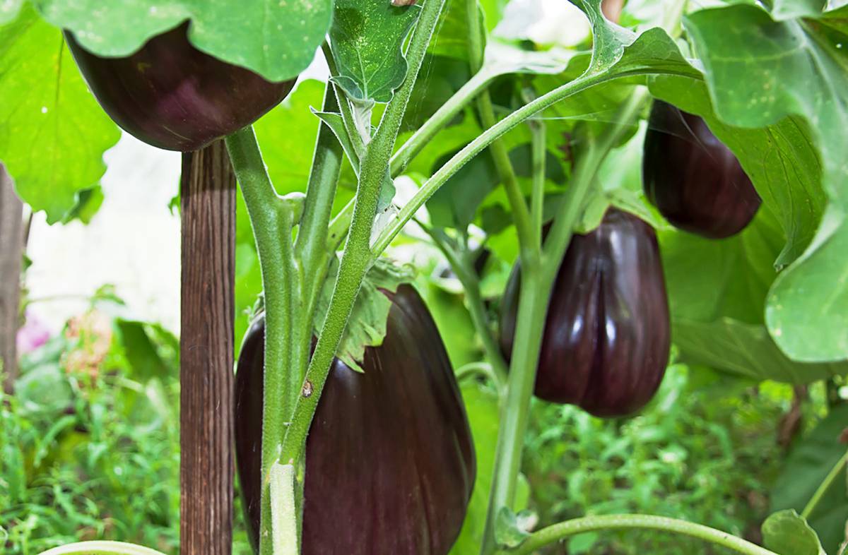 aubergine clorinda