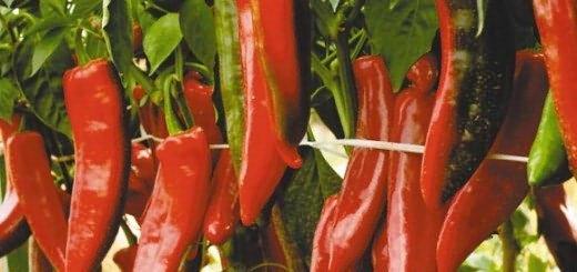 ความร้อนของชิลี