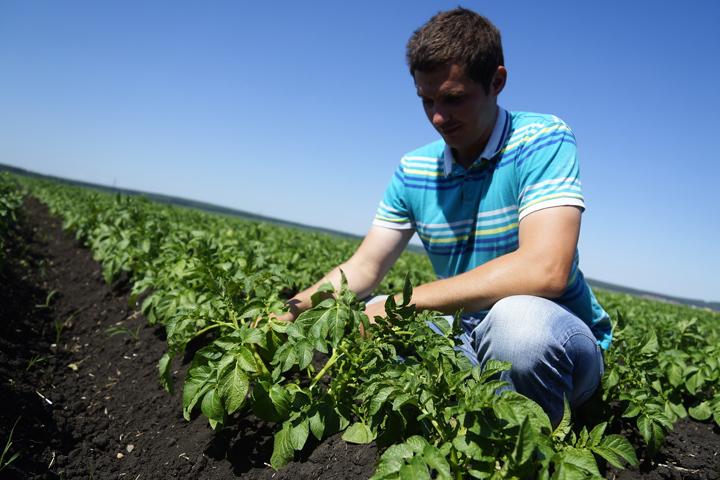 การดูแลมันฝรั่ง