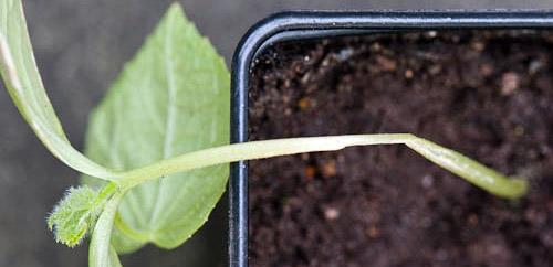 ขาดำในแตงกวา