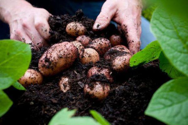 Pommes de terre Rodrigo