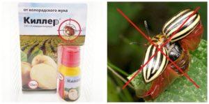 คำอธิบายของยาฆ่าแมลงมันฝรั่งโคโลราโดและคำแนะนำในการใช้