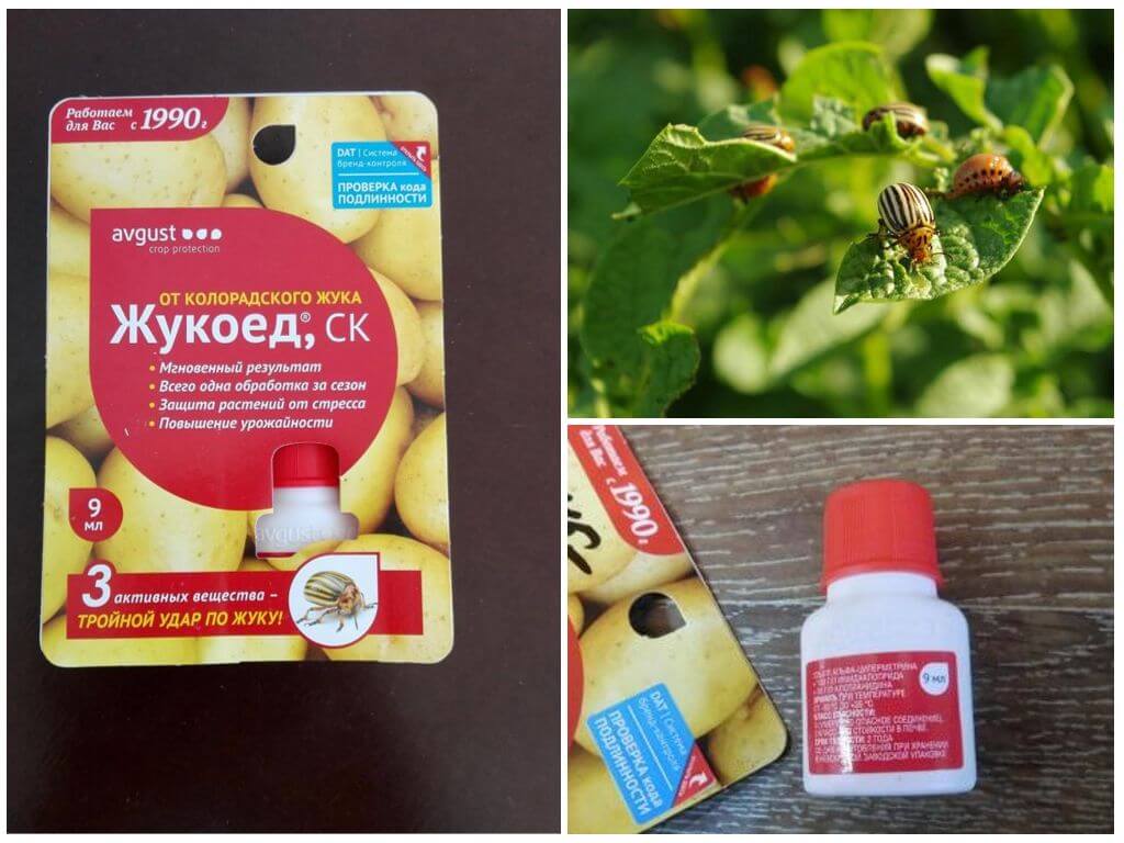 mangeur de coléoptères du doryphore de la pomme de terre