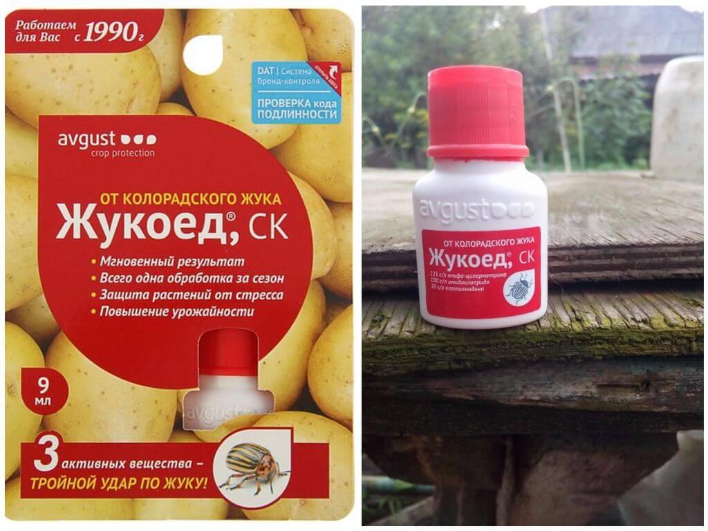 mangeur de coléoptères du doryphore de la pomme de terre