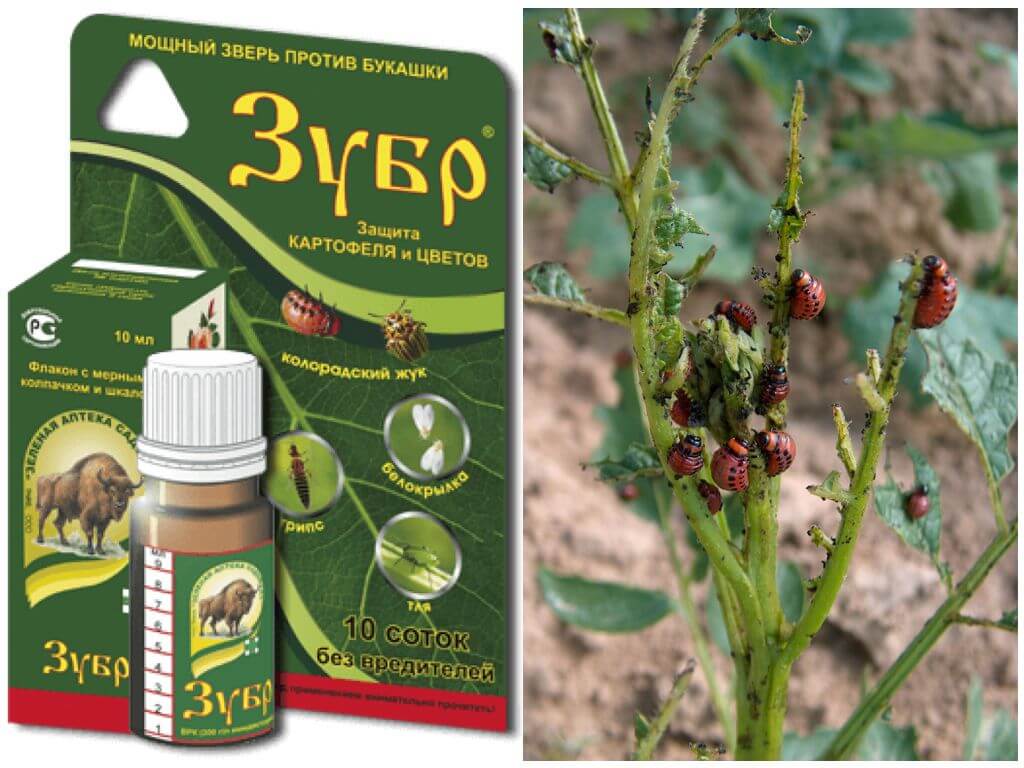 ไบซันจากด้วงมันฝรั่งโคโลราโด