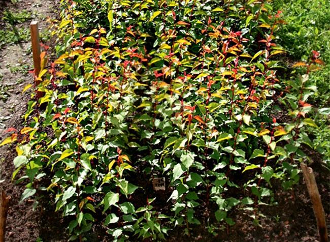 jardin d'abricotiers