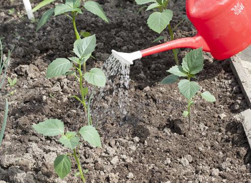 การรดน้ำต้นฟิซาลิส