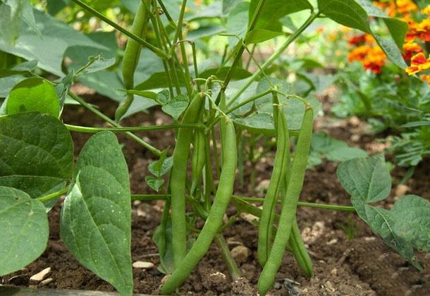 การปลูกถั่ว