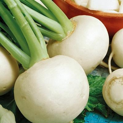 หัวผักกาดออร์บิต้า