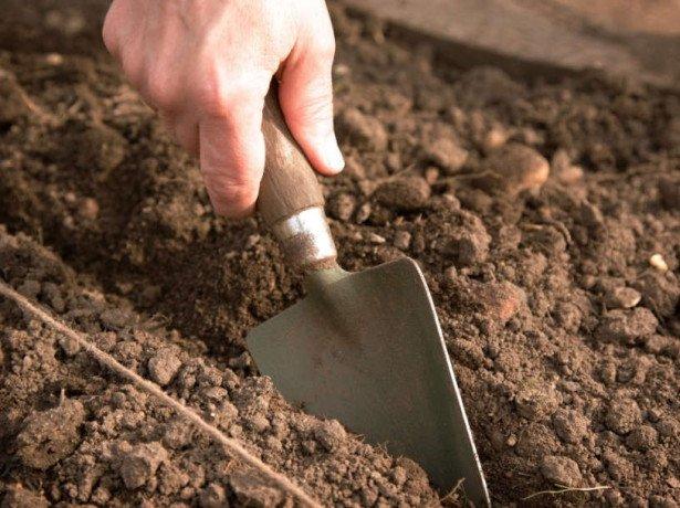 การเตรียมดิน