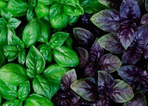 โหระพาคืออะไร มีลักษณะอย่างไร มีพันธุ์อะไรบ้าง และปลูกที่ไหน