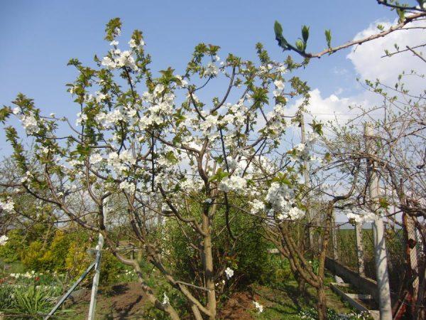 มิราเคิล เชอร์รี่ ดยุค