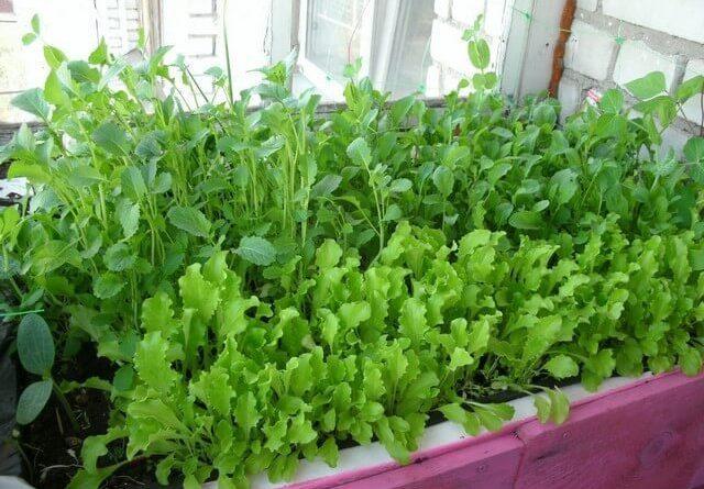 ผักร็อกเก็ตบนขอบหน้าต่าง