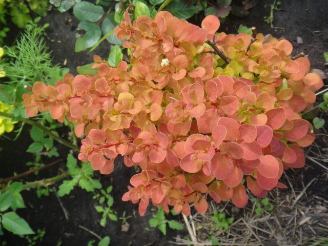 จรวดสีส้ม