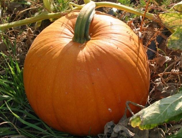 น้ำเต้า