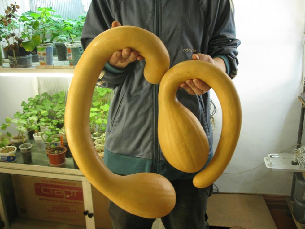 บัตเตอร์นัทสควอช