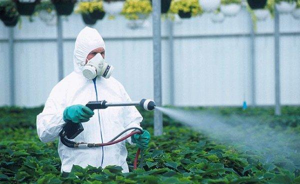 การควบคุมเพลี้ยอ่อน