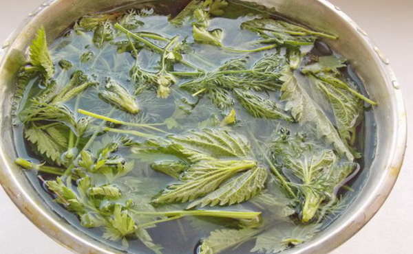 infusion de la partie verte des tomates.