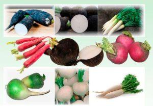 คำอธิบายและชื่อพันธุ์และชนิดหัวไชเท้าที่ดีที่สุด การปลูกและการดูแลรักษา