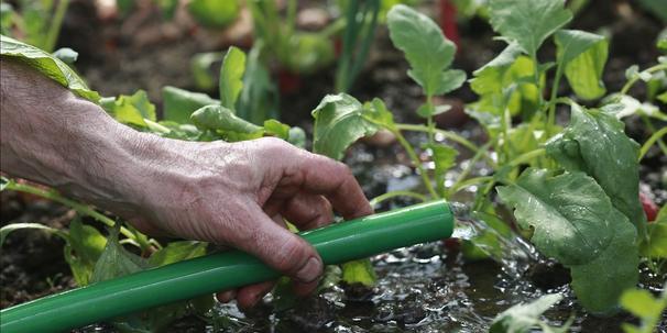 การรดน้ำรูทาบาก้า